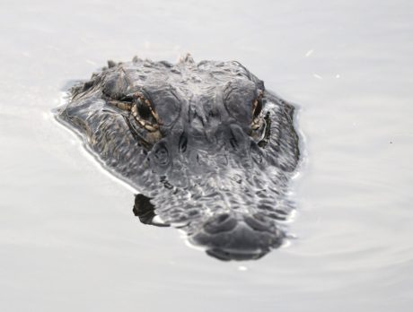 Police: Dead alligator found with mouth taped shut, tail severed