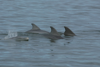 Antibiotic-resistant bacteria found in dolphins in lagoon