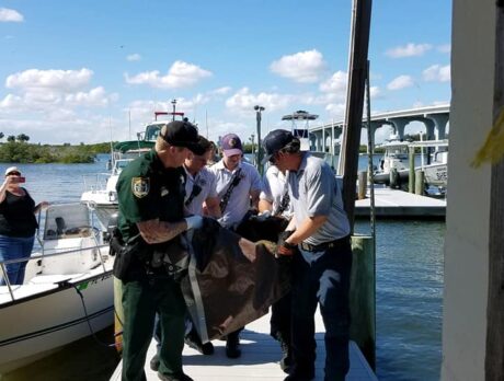 Deputies, firefighters rescue sea turtle struck by boat