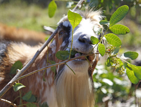 County’s new weapon against invasive plants: A goat herd