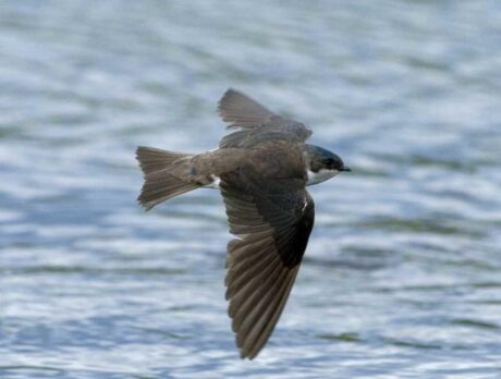 County’s bird population stable despite environmental threats