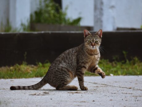 Emergency services warns residents of feeding stray cats