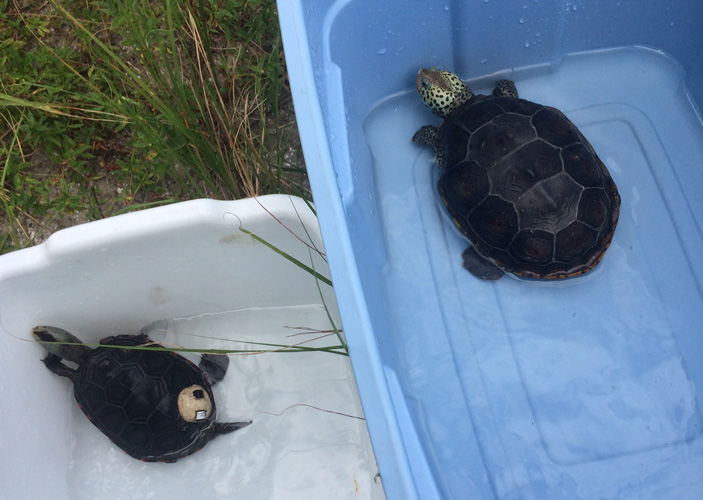 Herping Florida; The Elusive Mangrove Diamondback Terrapin 