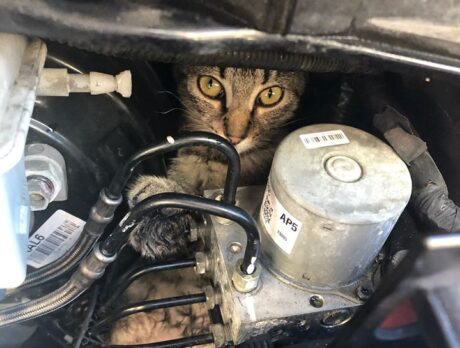 Police, fire rescue free cat from car engine compartment