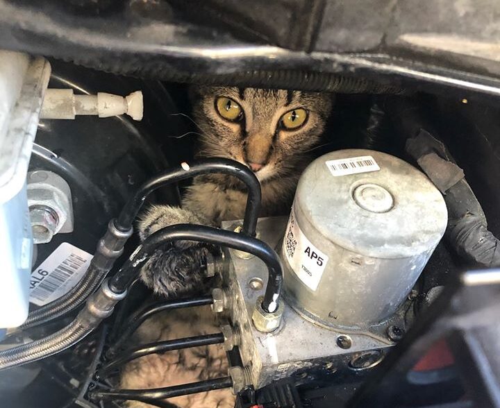 Police, fire rescue free cat from car engine compartment