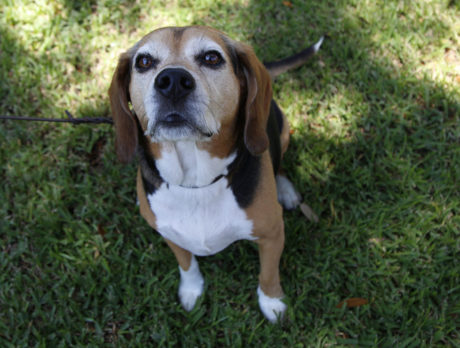 Bonz meets Buddy, a beautiful, big-hearted beagle