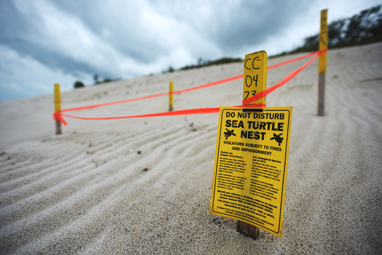 Good news: Loggerhead and leatherback sea turtles nesting here earlier than usual