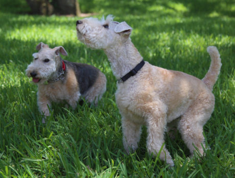 Bonz meets a super-duper Lakeland Terrier duo