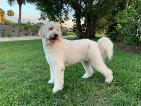 Bonz is happy to meet Papi, a delightful ‘Doodle’