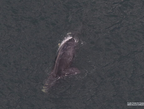 Right whale calf seen here in February killed in New Jersey by boat strikes