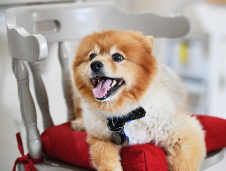 Bonz: This Pomeranian is a ‘Prince’ among pooches