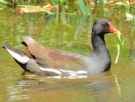 Moorhen Marsh: County will build natural ‘scrubber’ to reduce lagoon pollution
