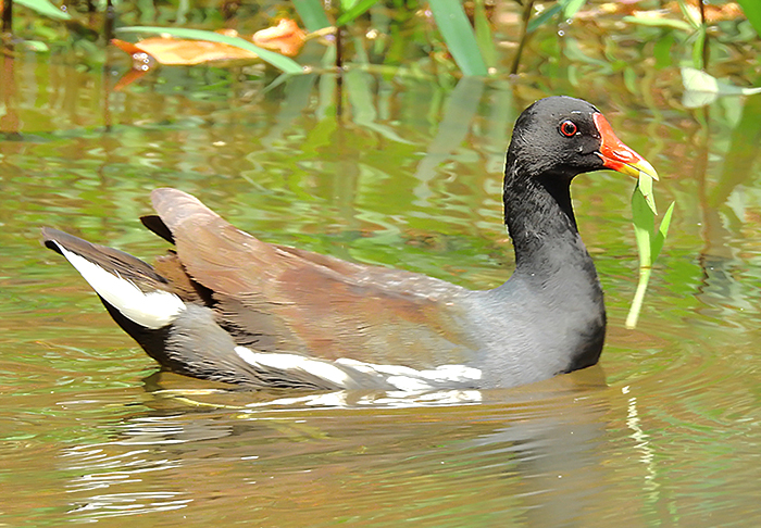 Moorhen Marsh: County will build natural ‘scrubber’ to reduce lagoon pollution