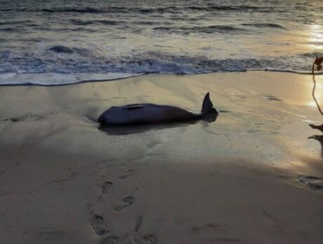 Beached dwarf whale dies, found with bite marks
