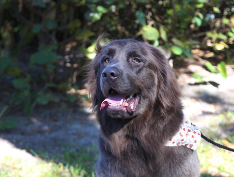 Tolstoy, the wiggling and wagging Newfie