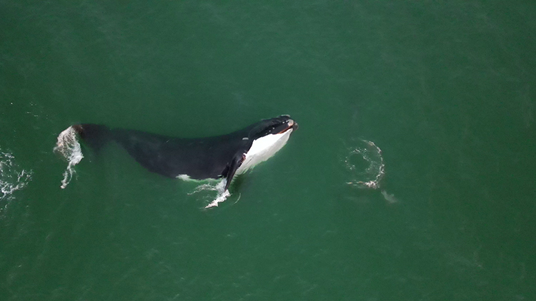 Be on the lookout for 30-foot right whale calf off Vero