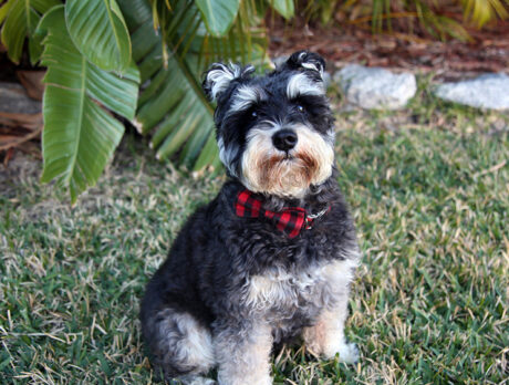 Bonz meets super Cooper, a personable purebred