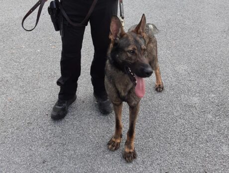 Vero police welcome new K-9 patrol dog
