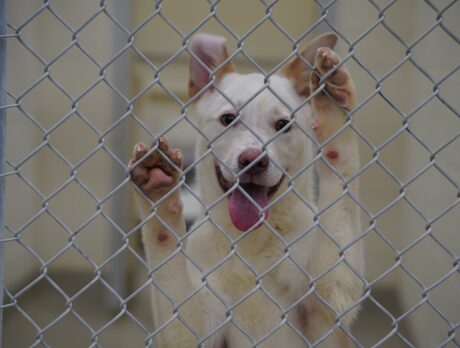 70 dogs rescued from Texas; 18 taken to local humane society