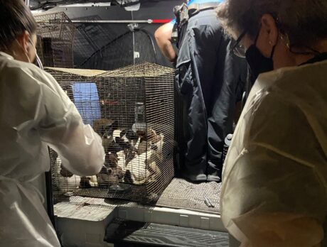 26 dogs, puppies found piled up in small wire crate; investigation underway