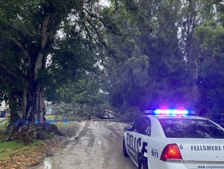 Heavy thunderstorms knock down trees, cause light flooding