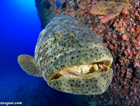 Big news for anglers: Limited goliath grouper season likely