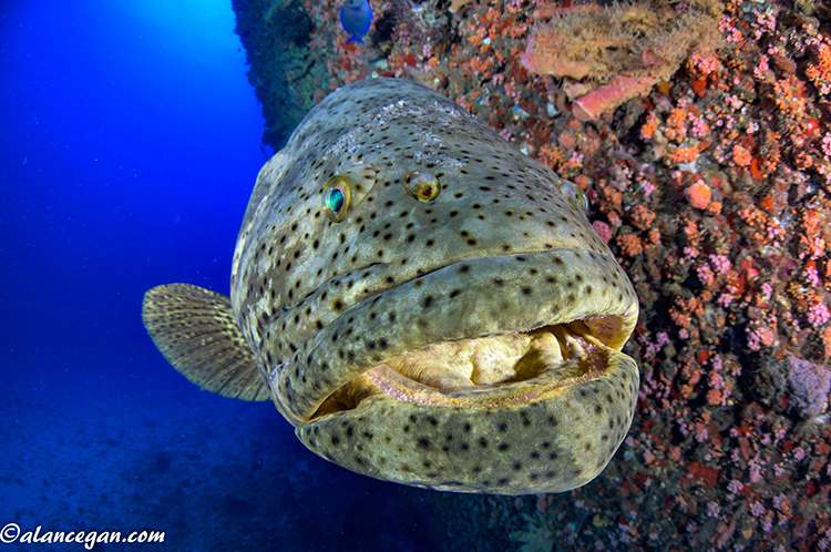 Big news for anglers: Limited goliath grouper season likely - Vero