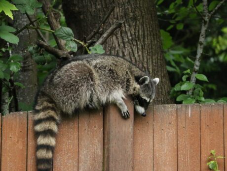 Racoon attack prompts officials to issue rabies alert for IRC