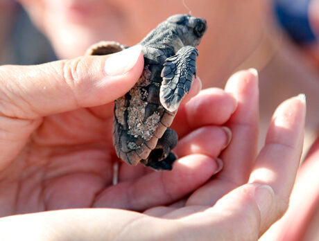 Nest case scenario: Coastal Connections Turtle Dig a success