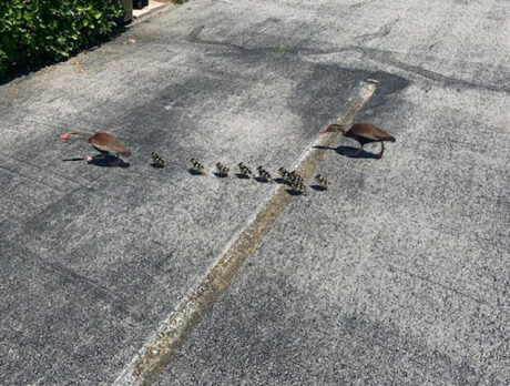 Police, city workers rescue ducklings trapped in storm drain