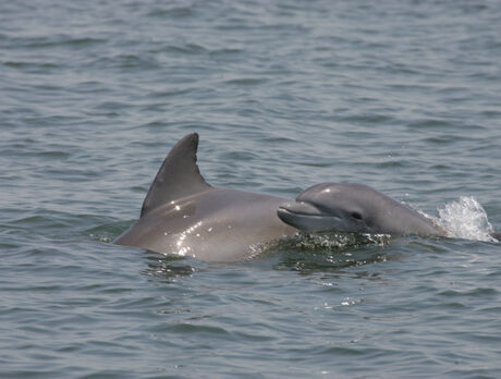 Bottlenose dolphin population in the lagoon remains stable