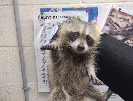 Animal control officer saves baby racoon