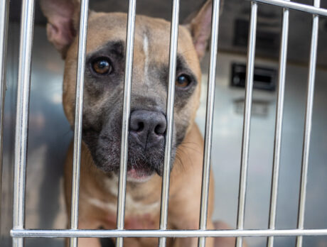Humane Society helps rescue 15 dogs from cruelty case in Arkansas