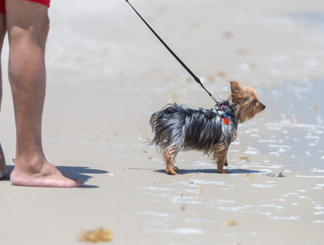Dog owners unleash criticism of new beach restrictions
