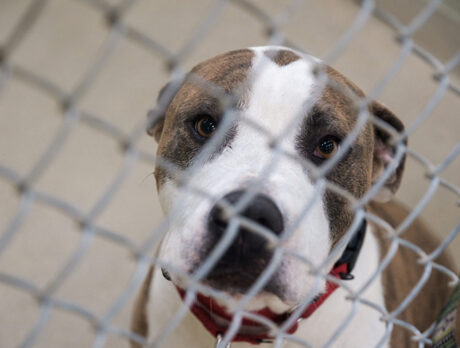 Inflation sending more pets to Humane Society