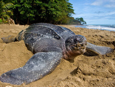 Leatherback sea turtles are enjoying a banner nesting season on our beaches
