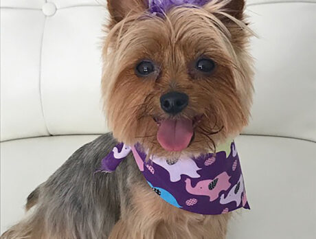 Jessica the Yorkie is definitely Bonzo’s cup of ‘Tea’