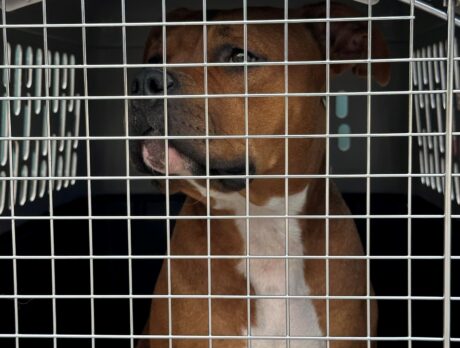 Humane Society takes in nearly 50 dogs from west coast following Ian aftermath