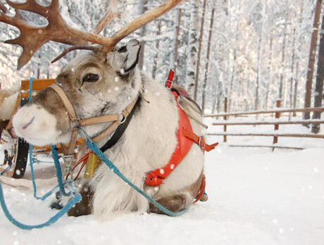 Vikki Claus gives Bonz the sleigh-by-sleigh account