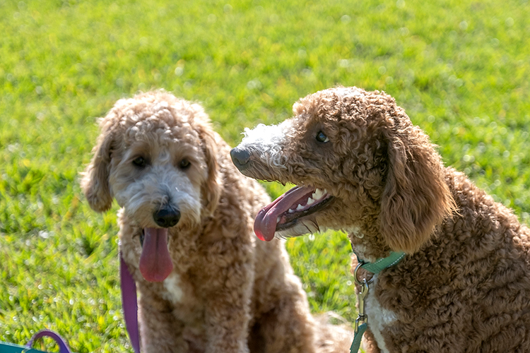 Golden-hearted Emma and Granger love helping humans