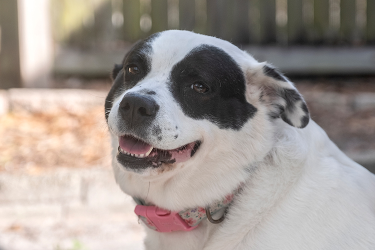 Bonz hangs with Henley, a real Southern sweetheart