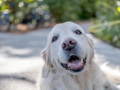 Bonzo has the ‘Best’ time at Sea Oaks Dog Walk