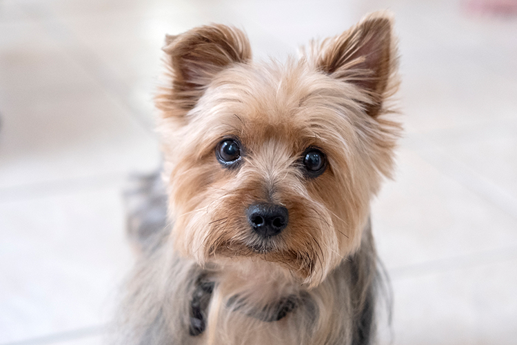 Bonzo meets Oliver, an ‘O’ so cool Yorkshire Terrier