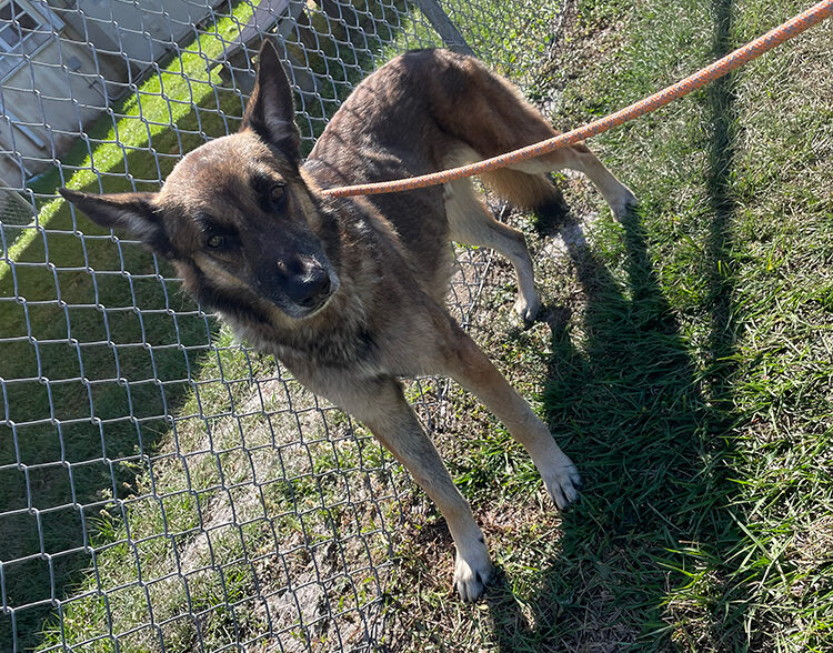 ‘Blaze,’ rescued from island last week, getting tons of love at humane society