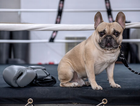 How to size up Biggie Smalls? He’s a fab Frenchie!