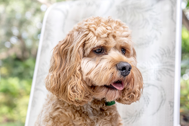 Cosmo the cute Cockapoo is universally well liked