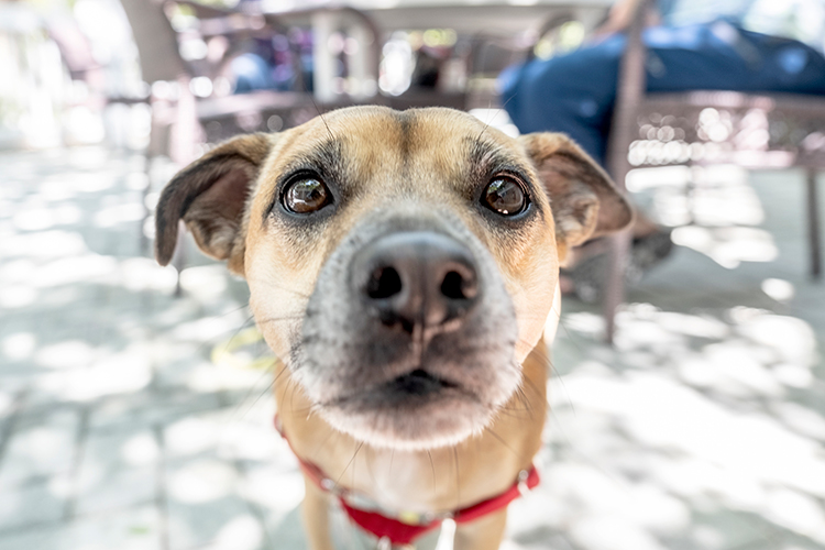 Bonz meets Elmo, one of Sea Oaks’ most popular pooches