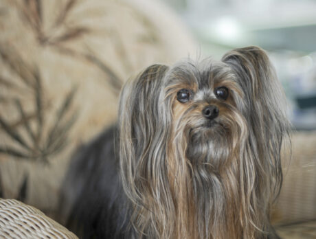 Meet Queen Lily the Yorkie … long may she reign!