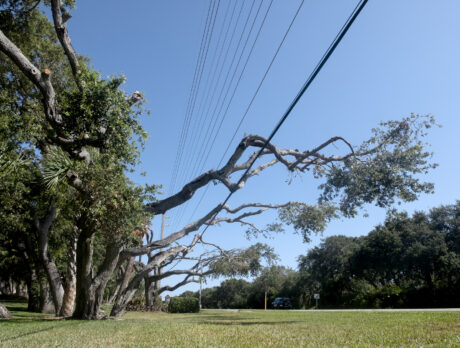 FPL’s apology for poor tree-pruning work not cutting it