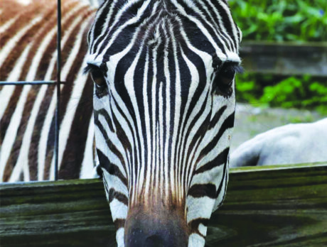 Florida-born pet Zebra keeps her African heritage alive